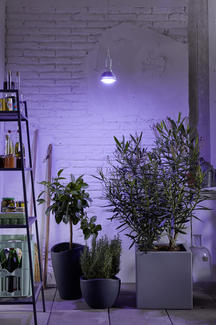 Växtbelysning Grow Light Winter