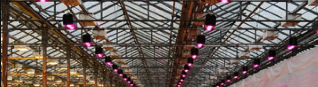LED belysning på stor odlingsyta